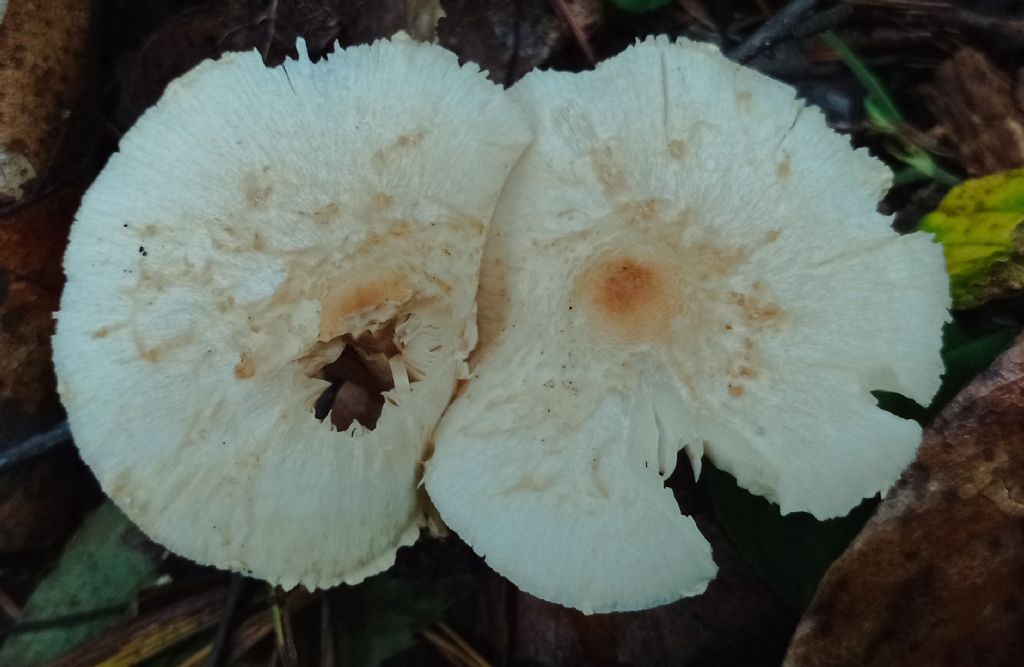 Lepiota sp.